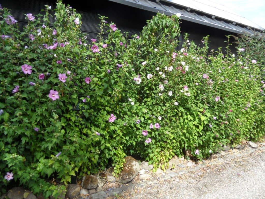 Hibiscus struiken, Ophalen of Verzenden, Overige soorten, Struik, Minder dan 100 cm