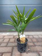 Trachycarpus Fortunei (2-stam) - Chinese Waaierpalm H: 52 cm, Tuin en Terras, Planten | Bomen, Minder dan 100 cm, Zomer, Palmboom