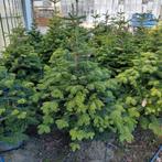 Noordmannen Bomen - Potgekweekt, Tuin en Terras, Bloeit niet, Overige soorten, 100 tot 250 cm, Ophalen