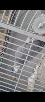 Papegaai met kooi te koop, Ophalen, 75 tot 110 cm, Kooi, Minder dan 60 cm