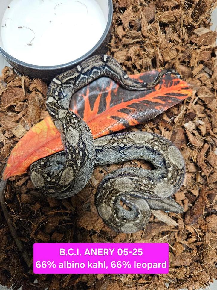 Boa Constrictor Afgodslang Boa Constrictor - female for sale from TerShop