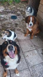 Professionele honden en katten opvang hotel pension, Pension of Dagopvang