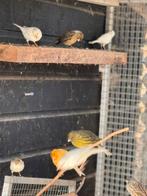 Waterslagers, Meerdere dieren, Kleurkanarie