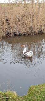 Twentse landgans, Mannelijk, Gans of Zwaan