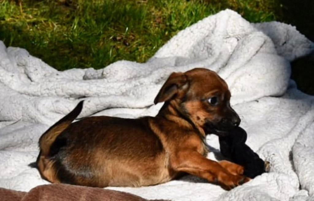 4 Schweenie’ meiden (25% shihtzu/75% ruwharige dwerg teckel), Parvo, Nederland, Overige rassen, 8 tot 15 weken