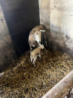 Ooi met ramlam., Dieren en Toebehoren, Vrouwelijk, Schaap