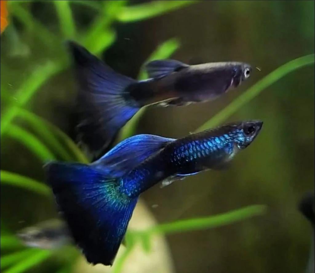 Bleu dream Moscow guppies, Vis