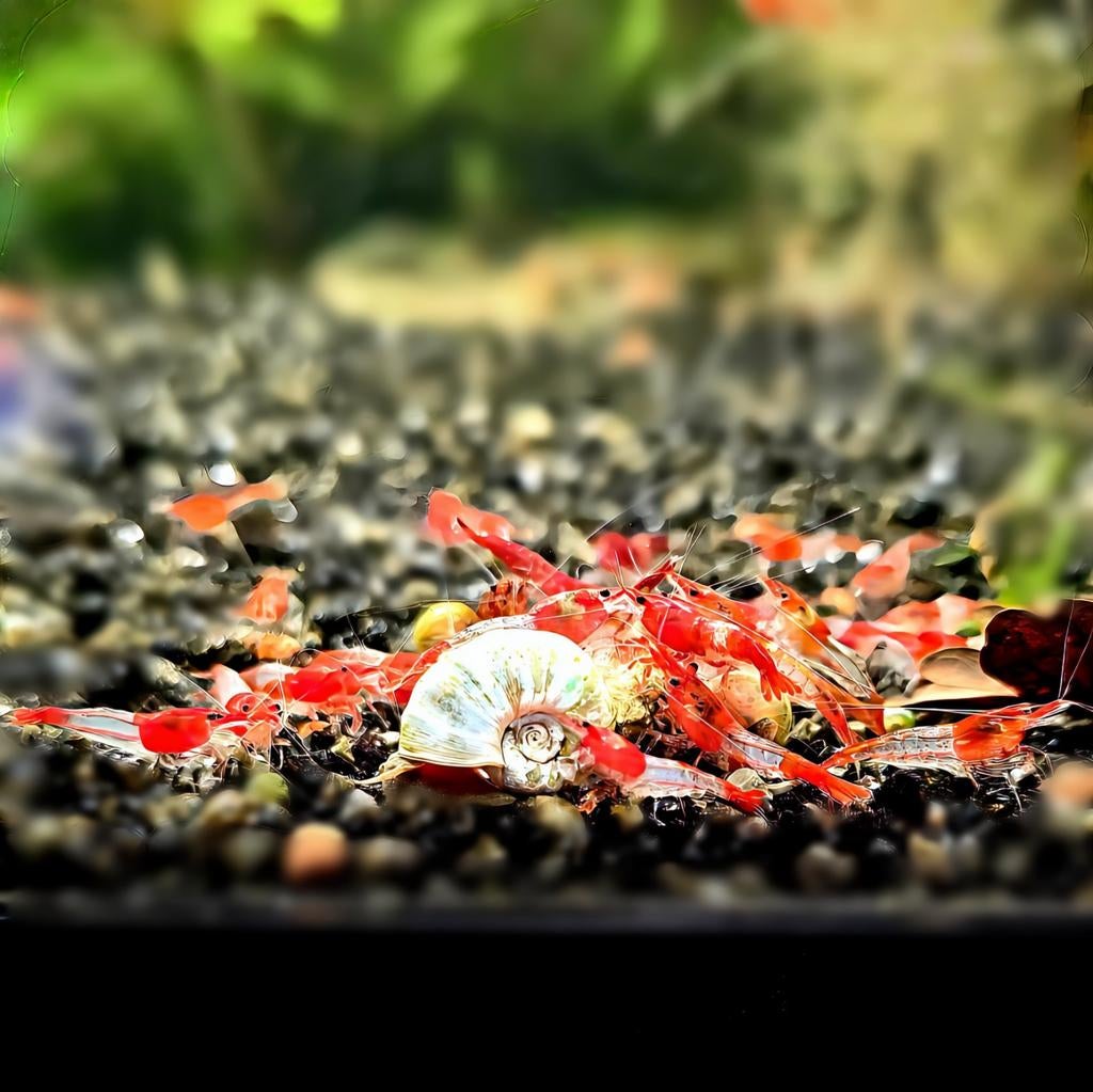 Red Rili garnalen | Neocaridina garnalen kopen Shrimporium, Dieren en Toebehoren, Kreeft, Krab of Garnaal, Zoetwatervis, Schoolvis