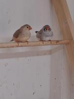 2 zebravinken popjes., Vrouwelijk, Geringd