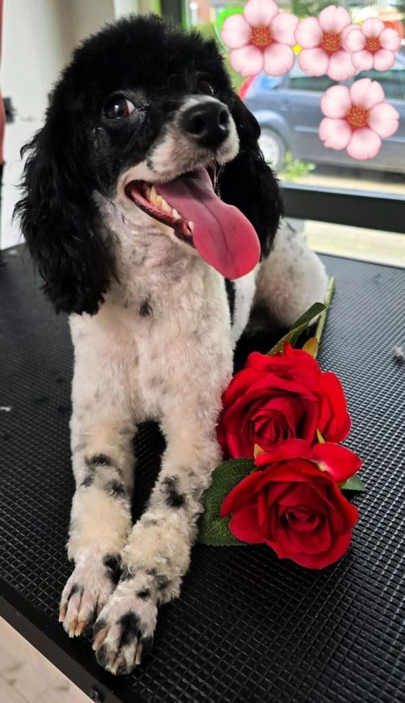 Toy poedel., Poedel, Parvo, 1 tot 2 jaar, Teef