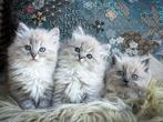 Zeer knappe Ragdoll kittens, Dieren en Toebehoren, Katten en Kittens | Raskatten | Langhaar, Meerdere dieren, Gechipt, 0 tot 2 jaar