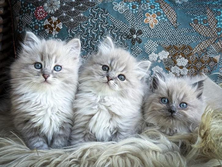 Zeer knappe Ragdoll kittens, Dieren en Toebehoren, Katten en Kittens | Raskatten | Langhaar, Meerdere dieren, 0 tot 2 jaar, Gechipt