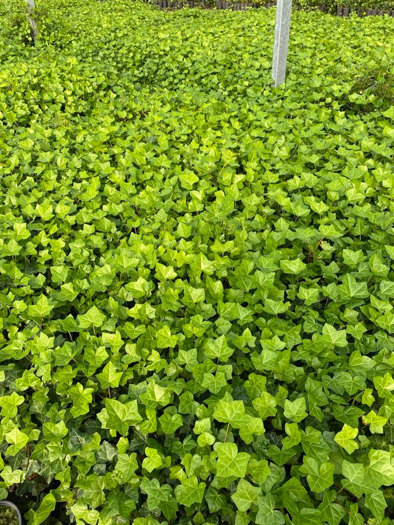 Spotgoedkope Hedera hibernica rond de 100cm €1,- per stuk, Tuin en Terras, Planten | Tuinplanten, Ophalen, Vaste plant, Bloeit niet