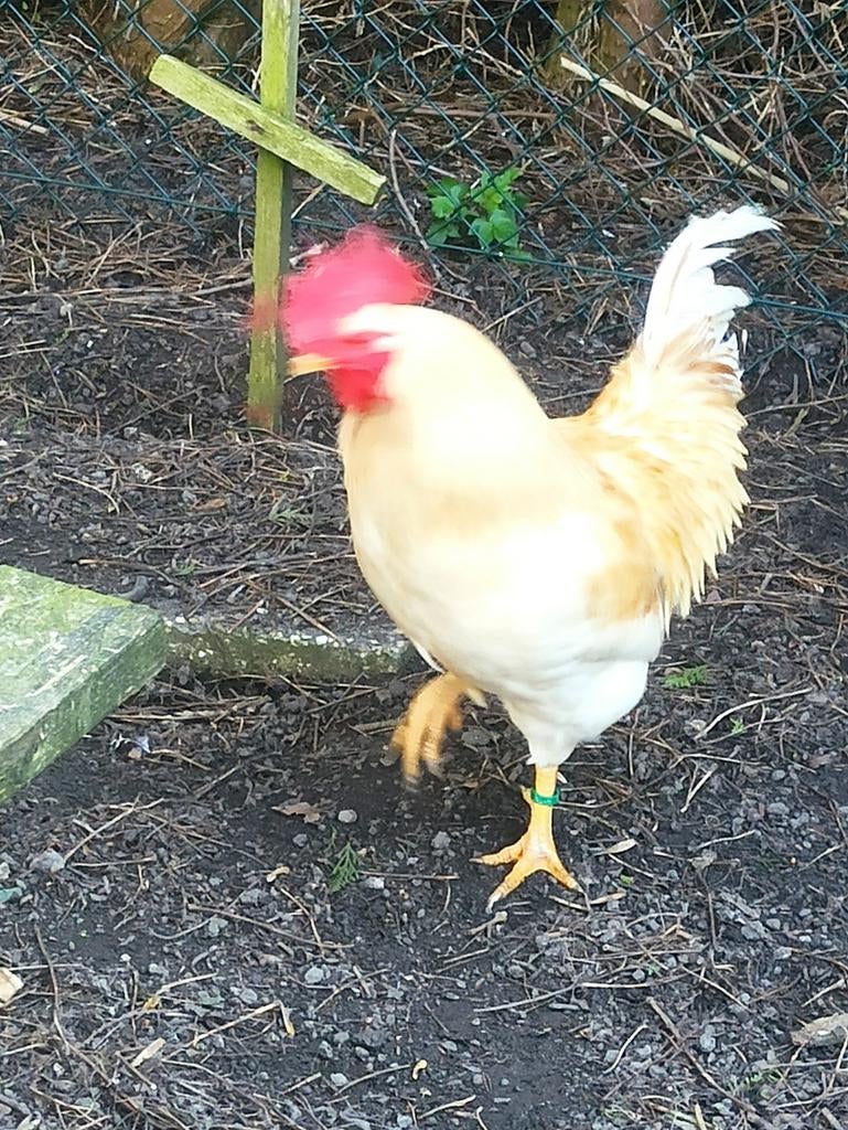 Lohmann haan  eventueel met 2  bruine legkip en broed eieren, Dieren en Toebehoren, Pluimvee, Mannelijk, Kip