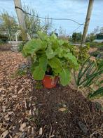 In pot, eeuwig moes/oudewijvenkool, Ophalen, Overige soorten, Volle zon