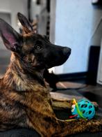 Lieve gecastreerde mechelse herder 8 maanden oud, 15 weken tot 1 jaar, Reu, Parvo, Eén hond