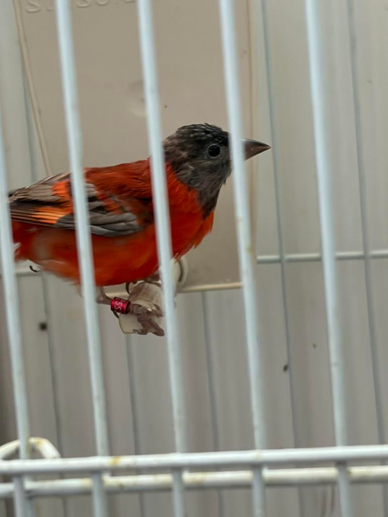 Pastel kapoetsen  sijs, Mannelijk, Wildzangvogel, Geringd