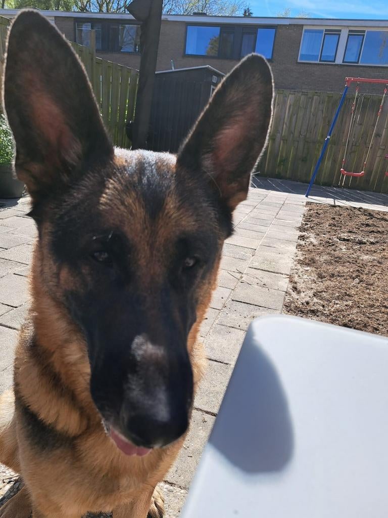 Duitse herder Reu, 6 jaar of ouder, Reu, Eén hond, Herder