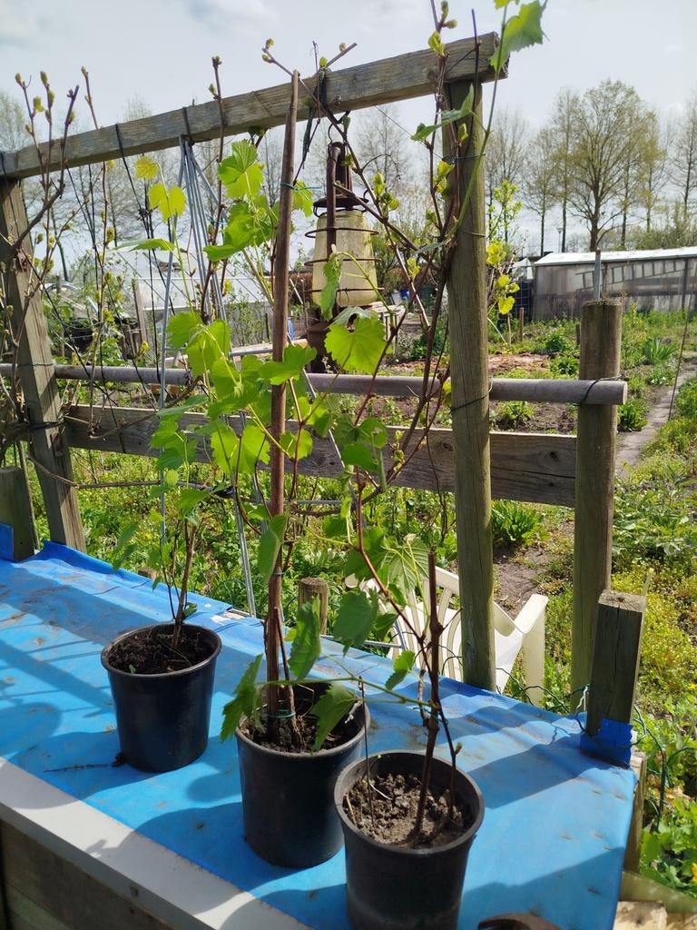 Druiven, Ophalen of Verzenden, Minder dan 100 cm, Vijgenboom, Zomer