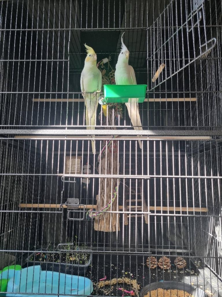 2 mooie valkparkieten, mannetje (Kiko) en vrouwtje (Kika)., Dieren en Toebehoren, Meerdere dieren, Parkiet, Tam