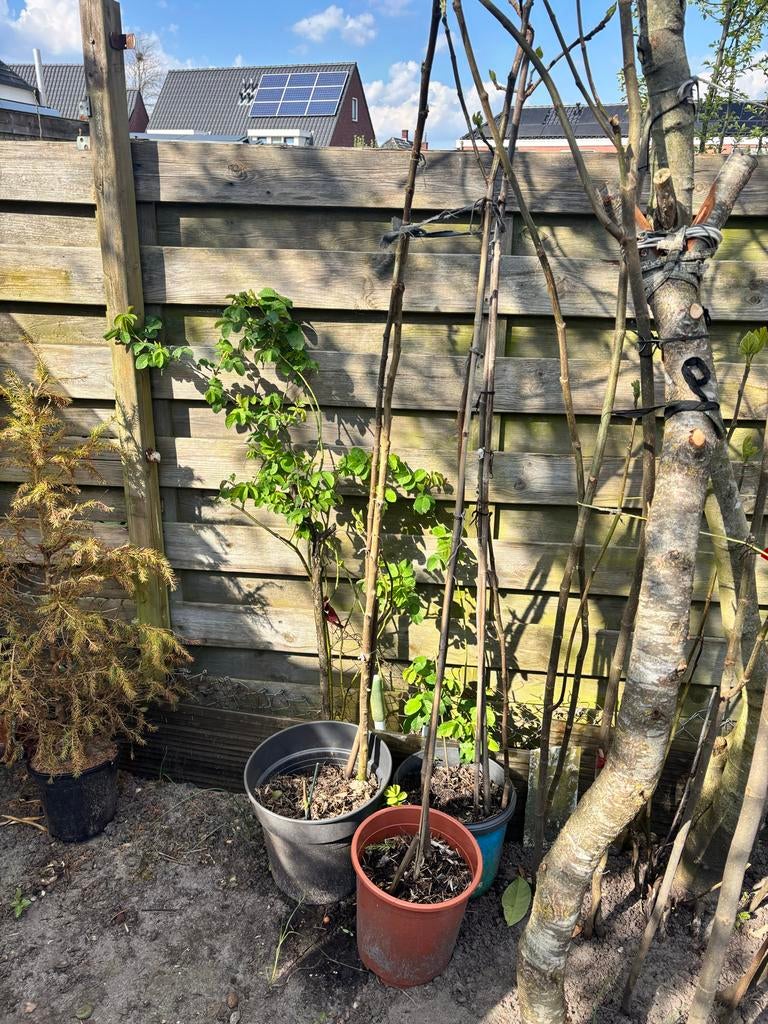 Vijgenbomen in pot - Diverse maten, Ophalen, Lente, Volle zon, In pot
