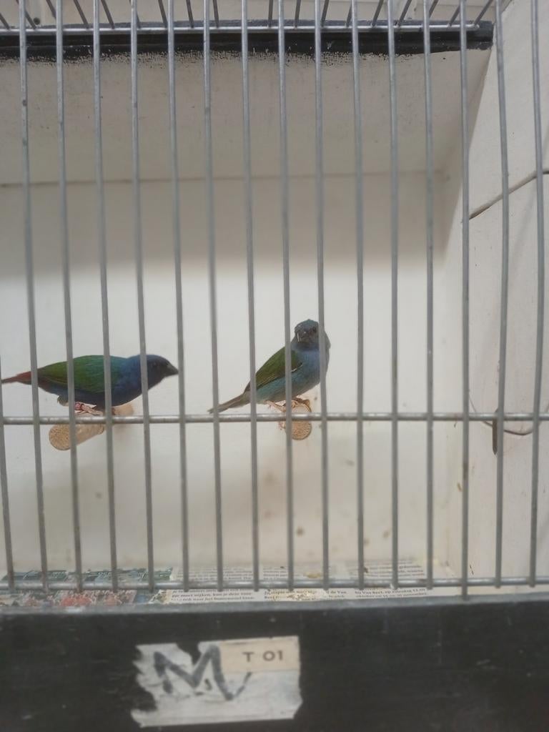 Koppel forbes amadines, Dieren en Toebehoren, Vogels | Overige Vogels, Meerdere dieren