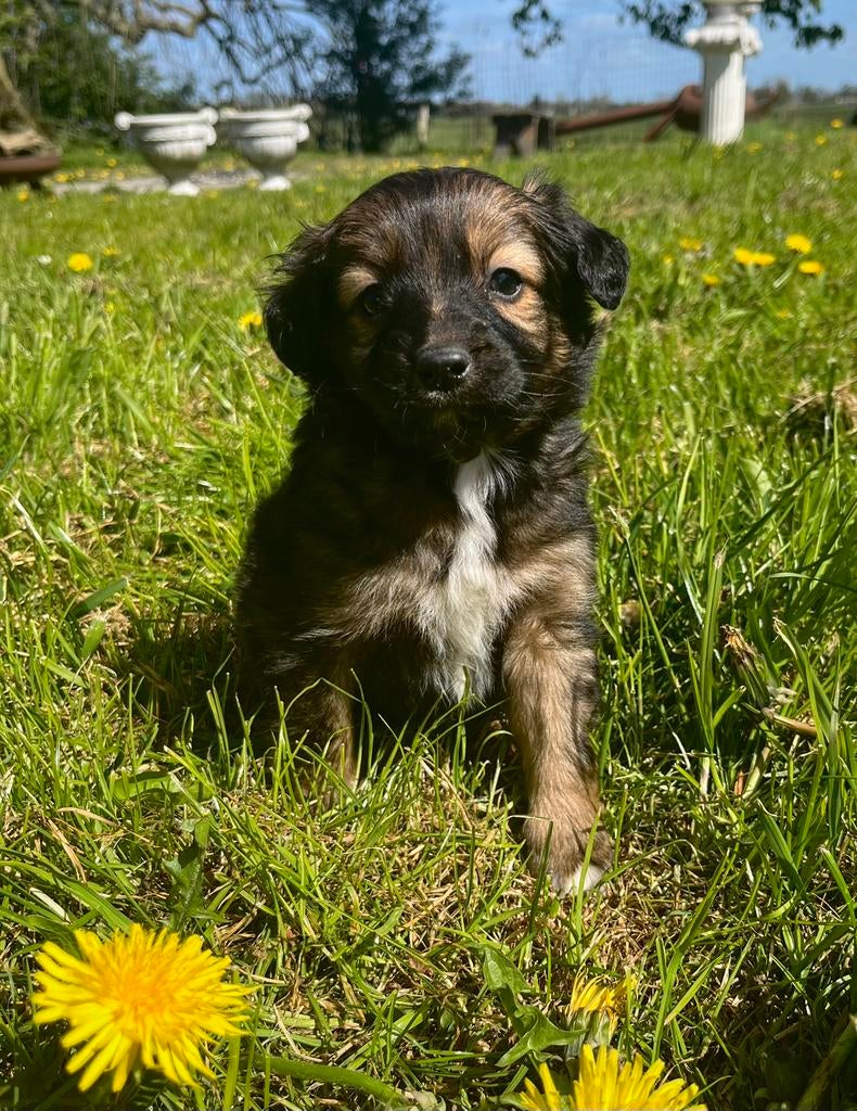 Prachtige Markiesje/Kooikerhondje pups!, Nederland, Parvo, Overige rassen, 8 tot 15 weken