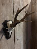Mooie grote reebok schedel (12), Ophalen of Verzenden, Nieuw, Hert, Schedel