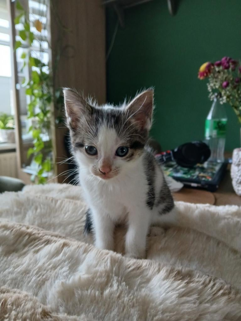 Mooie kittens gereserveerd, Meerdere dieren