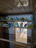 Te koop verschillende kleurtjes broedrijpe grasparkieten, Dieren en Toebehoren, Vogels | Parkieten en Papegaaien, Meerdere dieren