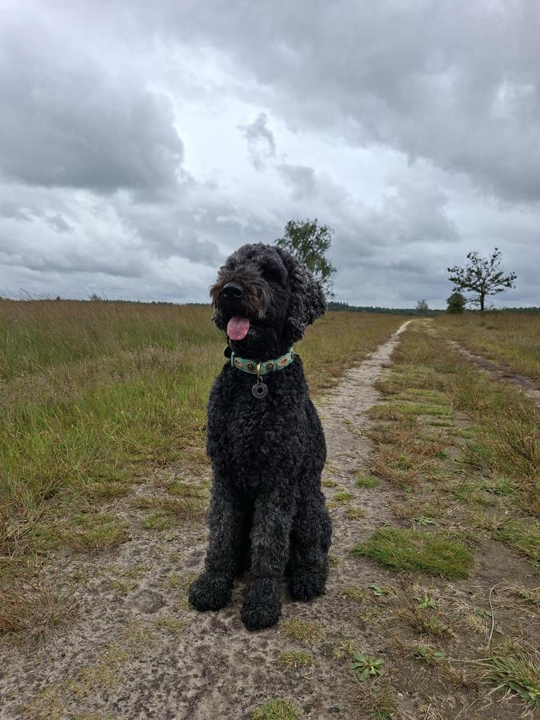 Labradoodle Pups, Rabiës (hondsdolheid), Overige rassen, 8 tot 15 weken, Meerdere