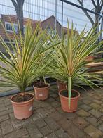 Koolpalm, toscaanse jasmijn, Europese Dwergpalm