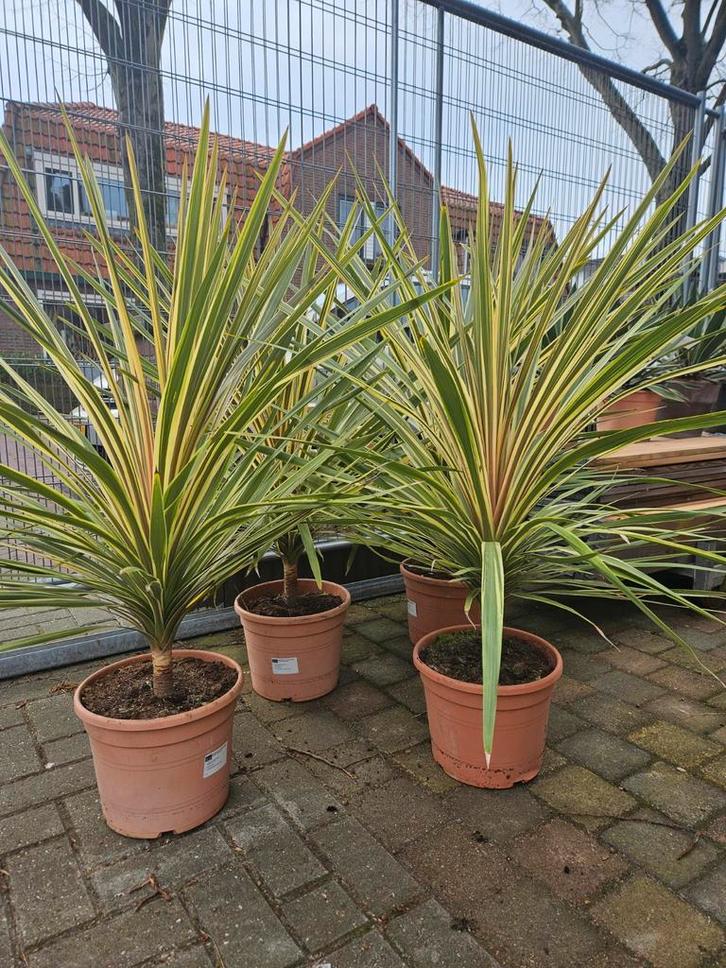 Koolpalm, toscaanse jasmijn, Europese Dwergpalm, Tuin en Terras, Planten | Tuinplanten, Overige soorten, Halfschaduw, Ophalen of Verzenden