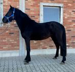 3 jarige zwarte parel., Dieren en Toebehoren, Pony's, Hengst, 3 tot 6 jaar, Onbeleerd, Gechipt