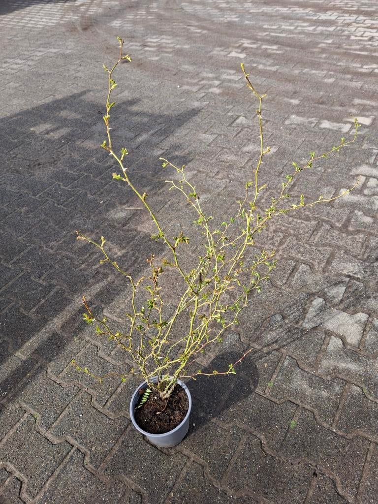 Roos Rosa rubiginosa, Tuin en Terras, Planten | Struiken en Hagen, Overige soorten, Minder dan 100 cm, Ophalen