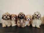 Mooie Boomer pups ShihTzu x Maltezer., Dieren en Toebehoren, Parvo, Nederland, Overige rassen, 8 tot 15 weken