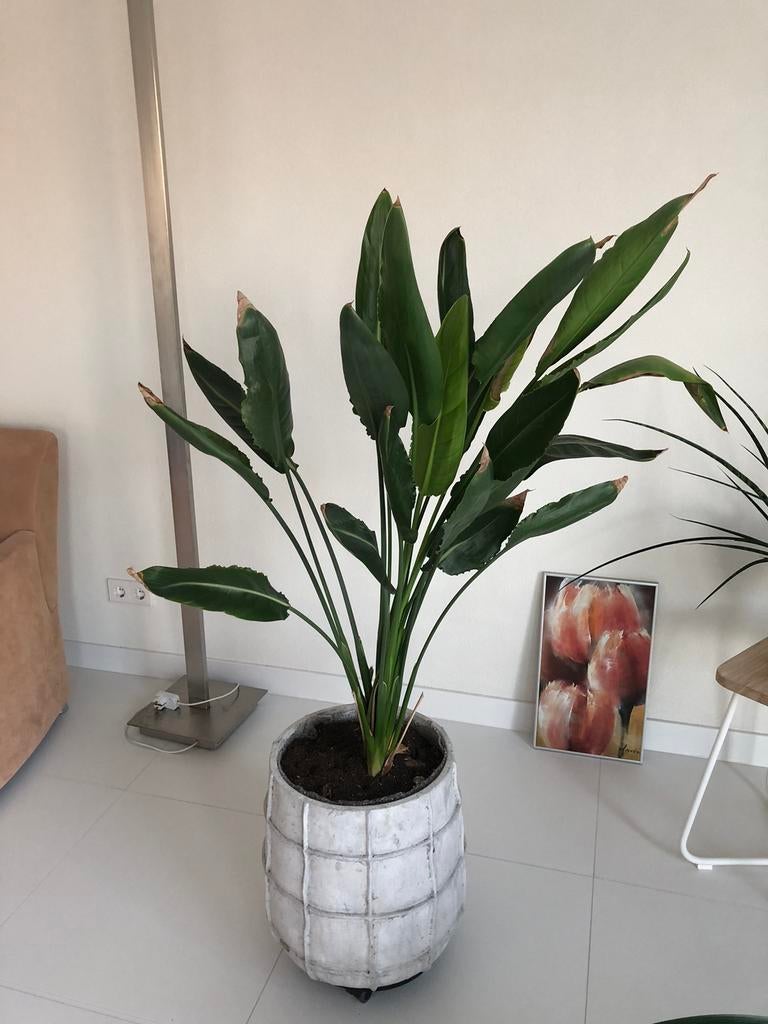 Grote mooie bloempot Merk PTMD Score., Rond, Balkon, Beton, 40 tot 70 cm