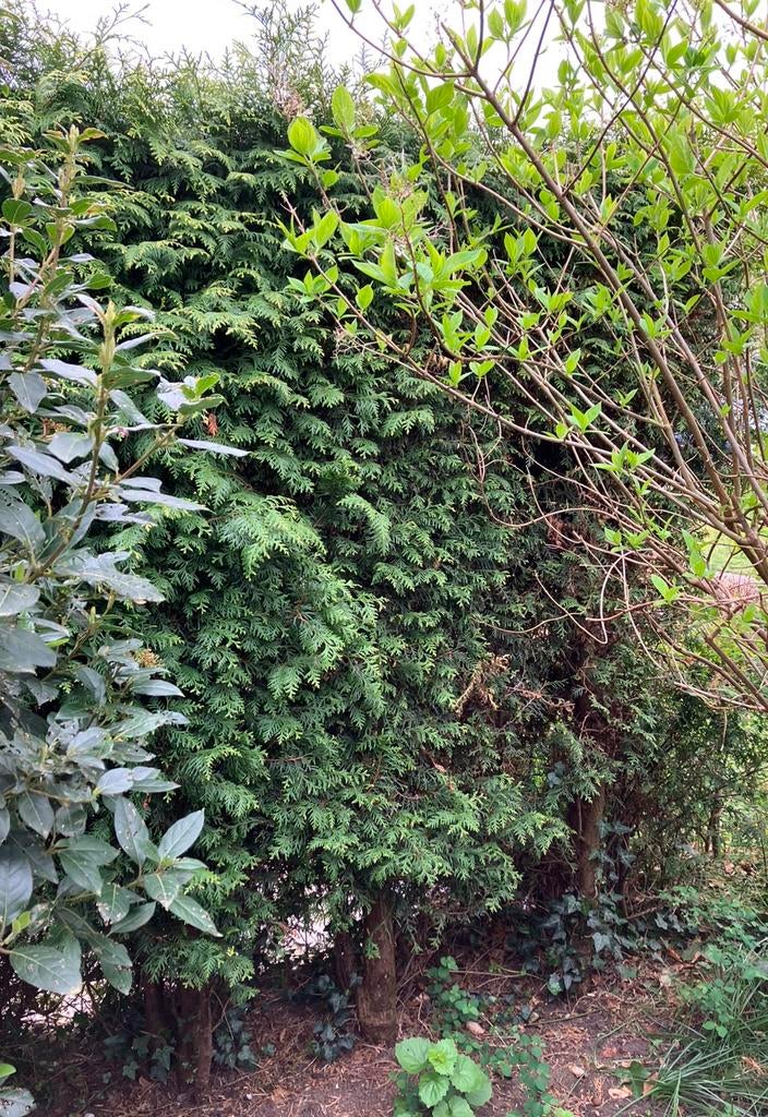 Heg conifeer 4 stuks gratis ophalen, Tuin en Terras, Planten | Struiken en Hagen, Ophalen, 100 tot 250 cm