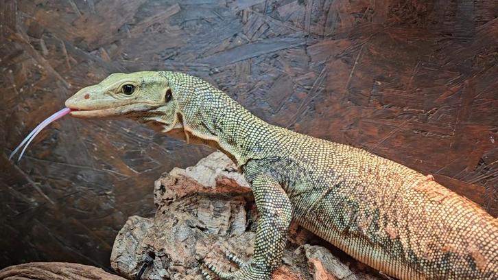 Groene boomvaraan Varanus Melinus 0.0.1. Monitor Lizard - female for sale from Juulke