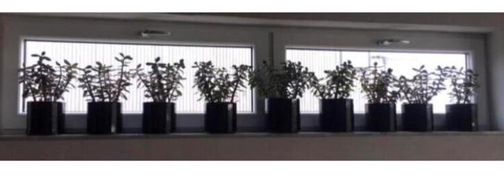 Luxe set van 9 terracotta potten/bio Crassula Ovata planten, Tuin en Terras, Bloempotten, Minder dan 40 cm, Minder dan 25 cm, Rond