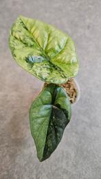 Alocasia Sinuata Variegata, Ophalen of Verzenden, Halfschaduw, Minder dan 100 cm