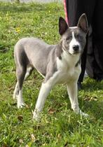 Amerikaanse Stafford x Akita reutje te koop, België, Particulier, 15 weken tot 1 jaar, Reu