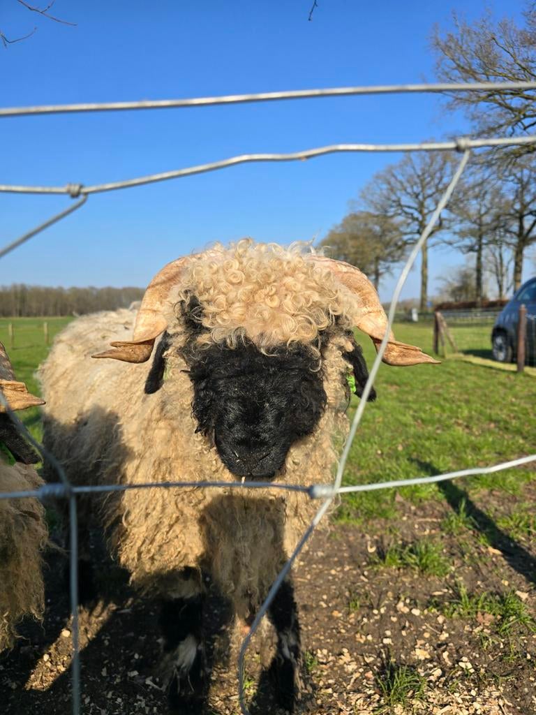Walliser Schwarznase, Dieren en Toebehoren, Schapen, Geiten en Varkens, Mannelijk, Schaap
