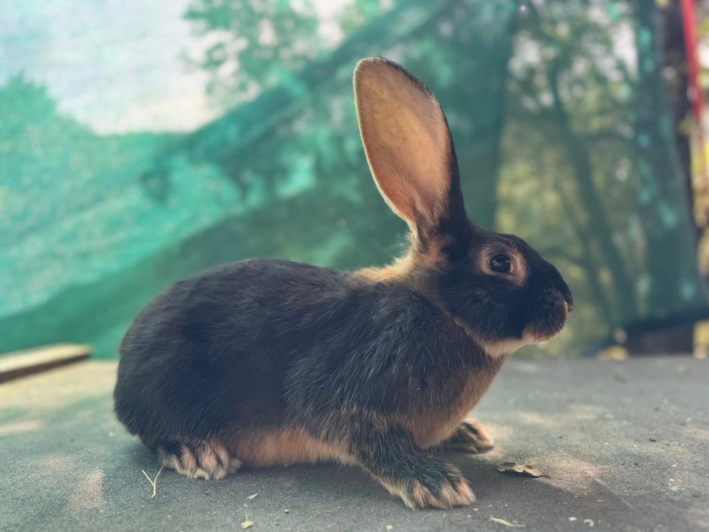 Duitse reus rammetjes, Dieren en Toebehoren, Konijnen, Mannelijk, Groot