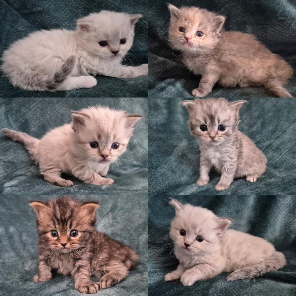 Prachtige britse langhaar kittens, Ophalen of Verzenden, Nieuw, Hond of Kat, Overige typen