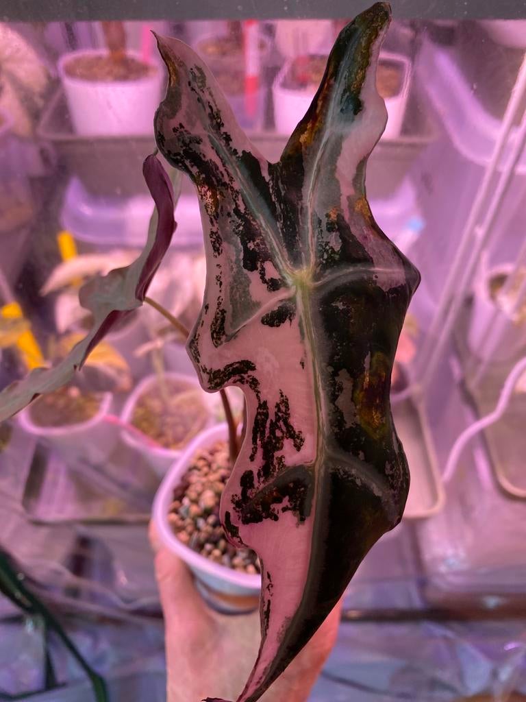 Alocasia nobilis pink variegata corms / knollen, Ophalen of Verzenden, Halfschaduw, Minder dan 100 cm