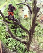 VG Works boomverzorging | veilig & vakkundig werk, Garantie, Tuinonderhoud of Snoeiwerk