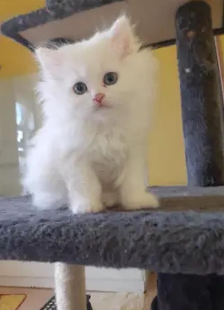 Perzische kittens te koop, Dieren en Toebehoren, Meerdere dieren