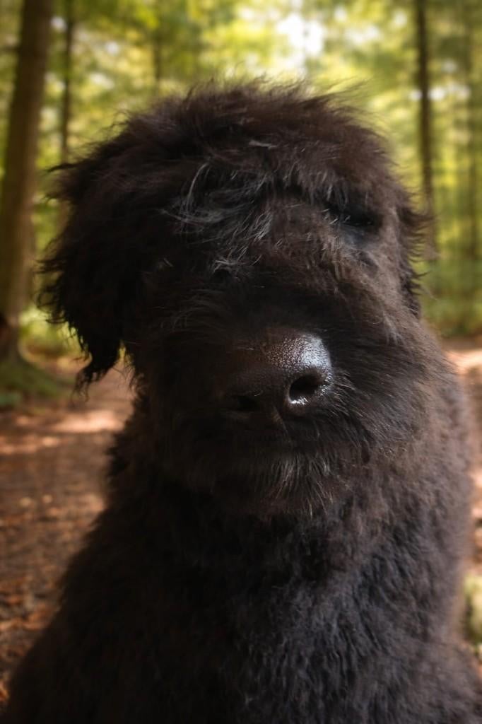 Bouvier pup 5 maandjes, 15 weken tot 1 jaar, Reu, Parvo, Eén hond
