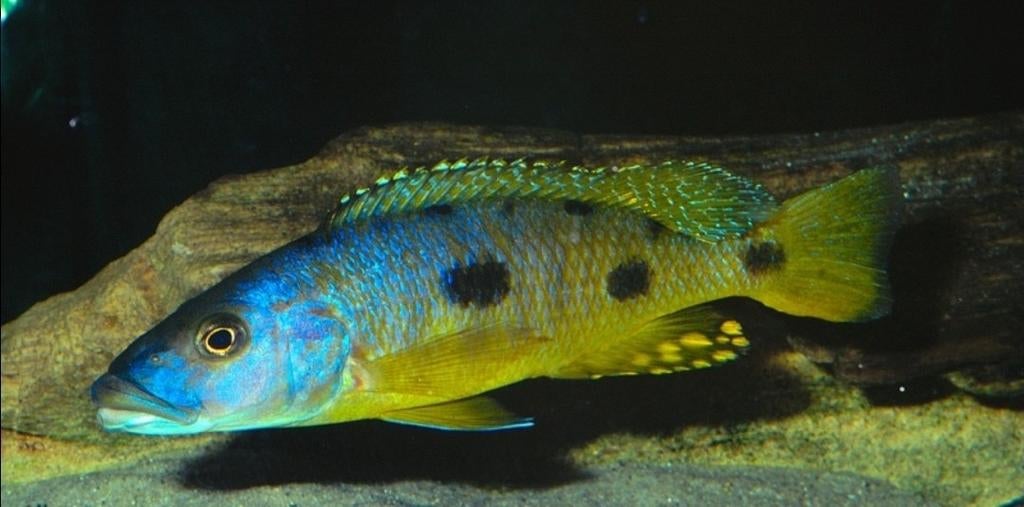 Gezocht malawi cichliden, Dieren en Toebehoren, Vis